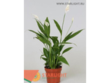 ����������� ����� (50) 125.00