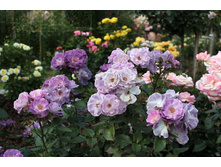 Rosa (����) Blue for You C5 - 7,12