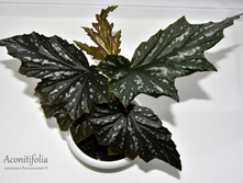 Aconitifolia
