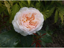 �������� ������� �� ����������