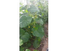 ��������- ����