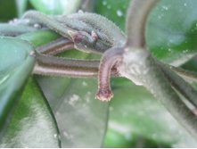 Hoya carnosa