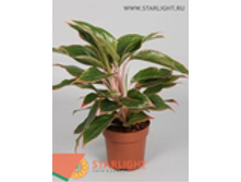 ��������� ������ (40) 595.00