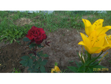 P 20160623 184348 1 p.jpg