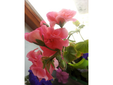 IMG 20160609 181949.jpg