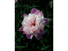 13418936 1428198363872399 8119406439829901164 n.jpg