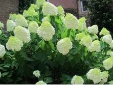 Hydrangea (���������) pan. Limelight P17/C2 40-50 CM    - 6,4
