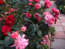 Rosa (����) Comtesse de Segur C5 - 10,56