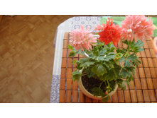 Dream Lover(��������)