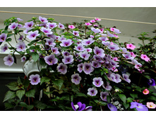 Ambroise Vershaffelt (1).jpg