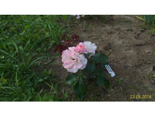 P 20160623 184230 1 p.jpg