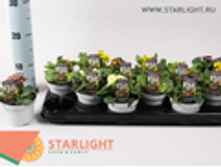 ������� ����� (15) 89.00