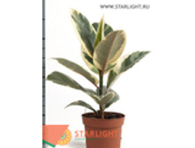 ����� �������� ������ (40) 245.00