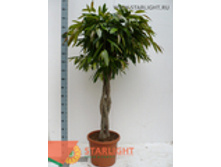 ����� ���� ������ ���� ����� ����� 12 995.