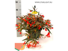 ������� �������� ������ (35) 895.00