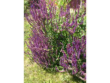 ������ ��������� 50 ��� ������