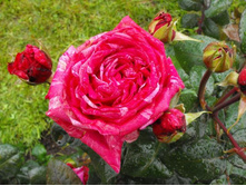 Rosa (����) Crazy Fashion C5 - 9,04