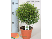 ���� ������������ ��������� (30) 550.00