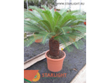 ����� �������� (140) 14 900.00