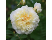 Rosa (����) Lady Romantica / ����������� ��������� C5 - 7,81