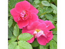 Rosa (����) William Baffin C5 - 4,4