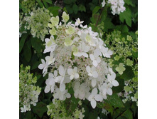 Hydrangea (���������) pan. Angels Blush C5 - 4,79