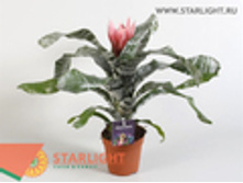 ����� ������� ������� (55) 695.00