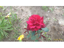 P 20160623 184424 1 p.jpg