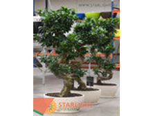 ����� ���������� (110) 9 995.00