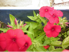 ����� ���������