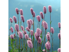 ����� ������� 70