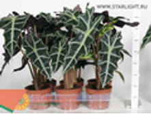 �������� ����� (30)