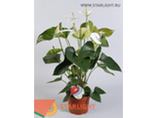 �������� ���� ���� (70) 860.00