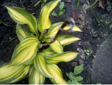 IMG 20160528 121444.jpg