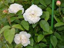 DSC 1616.JPG