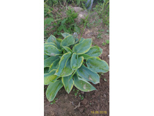 P 20160616 185356 1 p.jpg