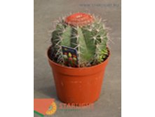 ���������� ���������� (25) 995.00