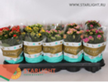 �������� ��������� (25) 165.00