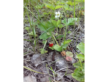 IMG 20160604 153744.jpg