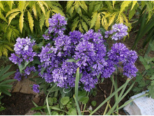 ����������� ���������