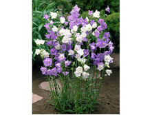 ����������� �������������� ����� 80.jpg