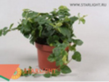 ����� ������ ���� ����� (15) 175.00