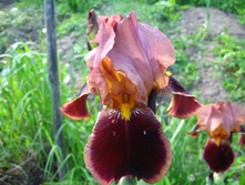 IMG 4811.JPG
