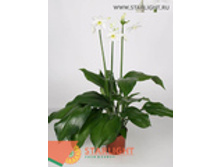 ������� ����������� (80) 1 250.00