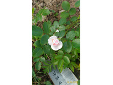 P 20160616 190820 1 p.jpg