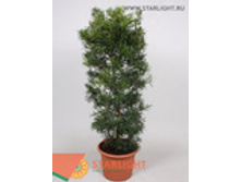 ���������� ������� (170) 16 500.00