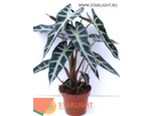 �������� ������� ����� (35)