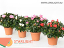 ������ ������� ������ 395.00