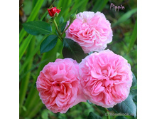 Rosa (����) Pippin C5.5 - 21,06