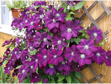 ��� ��������